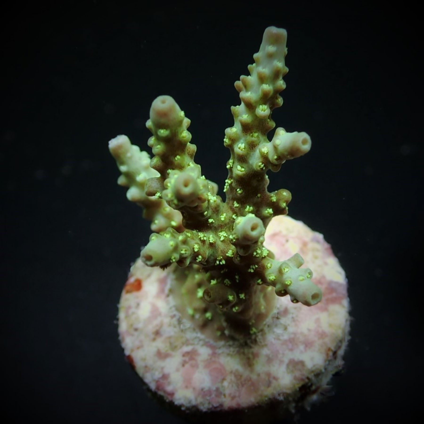 Acropora chesterfieldensis
